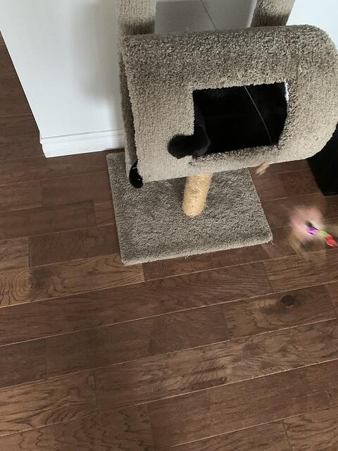IMG 0009
