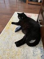 IMG 1153
