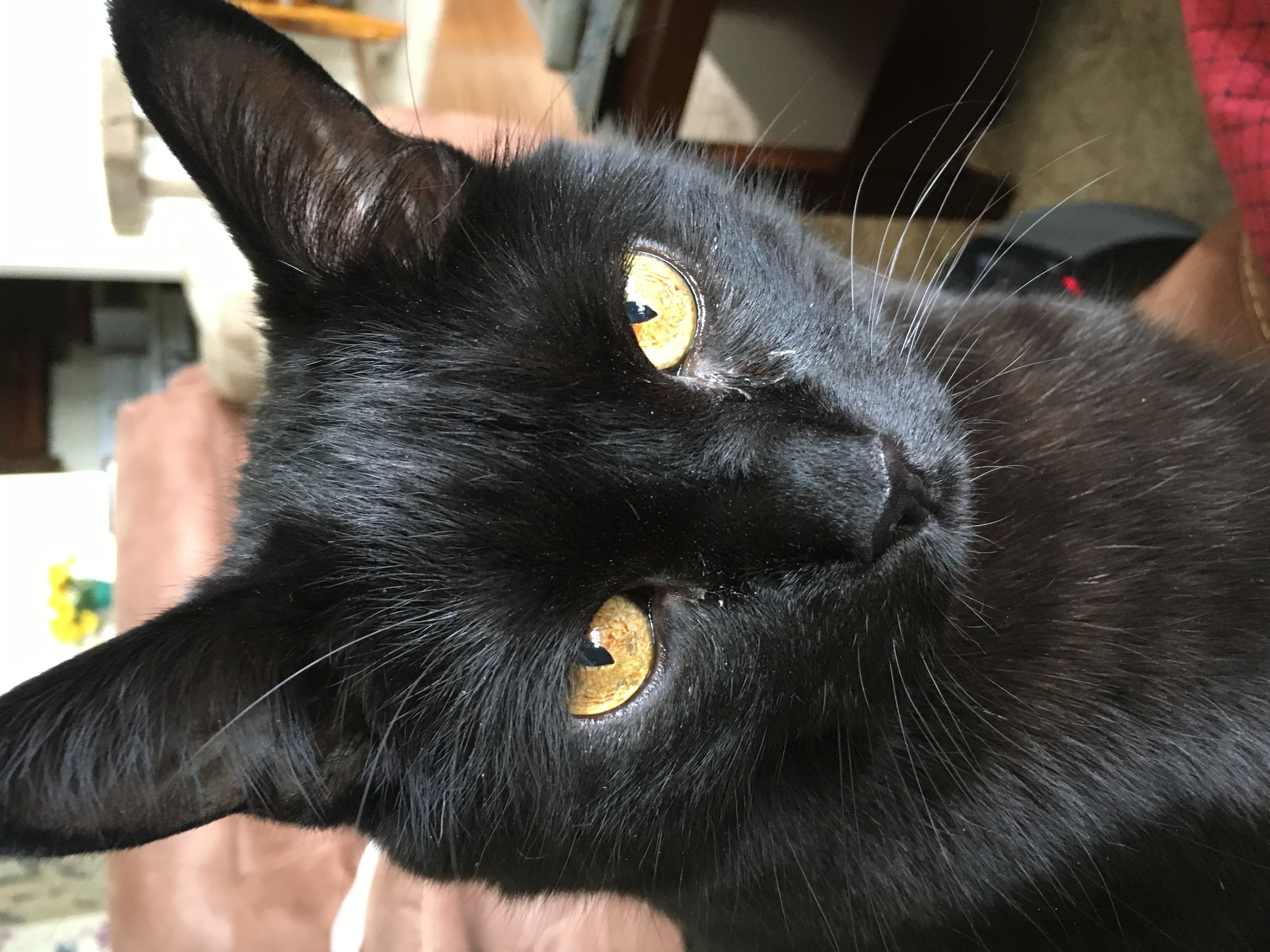 Jake